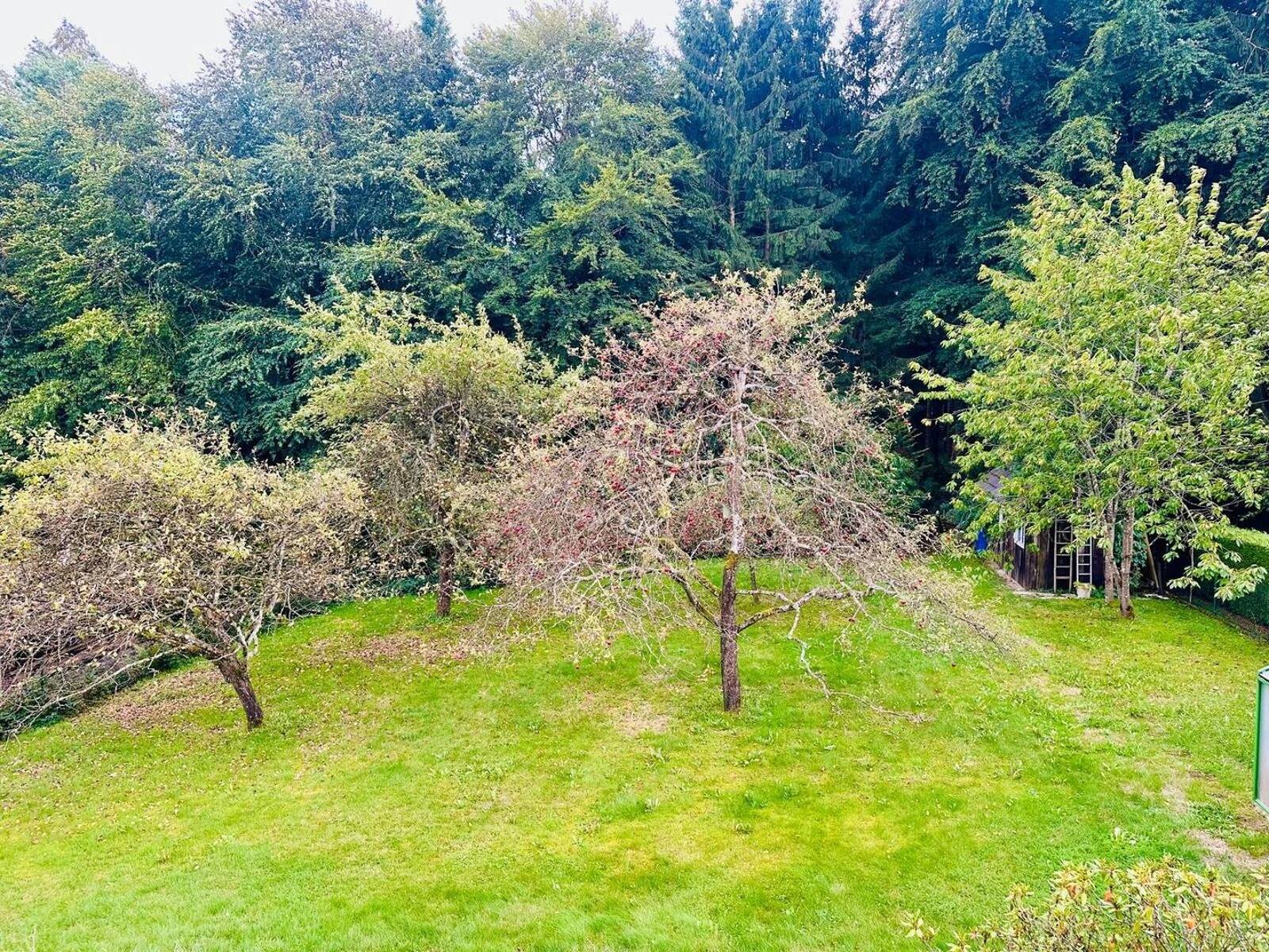 Paradiesgarten mit altem Obstbaumbestand